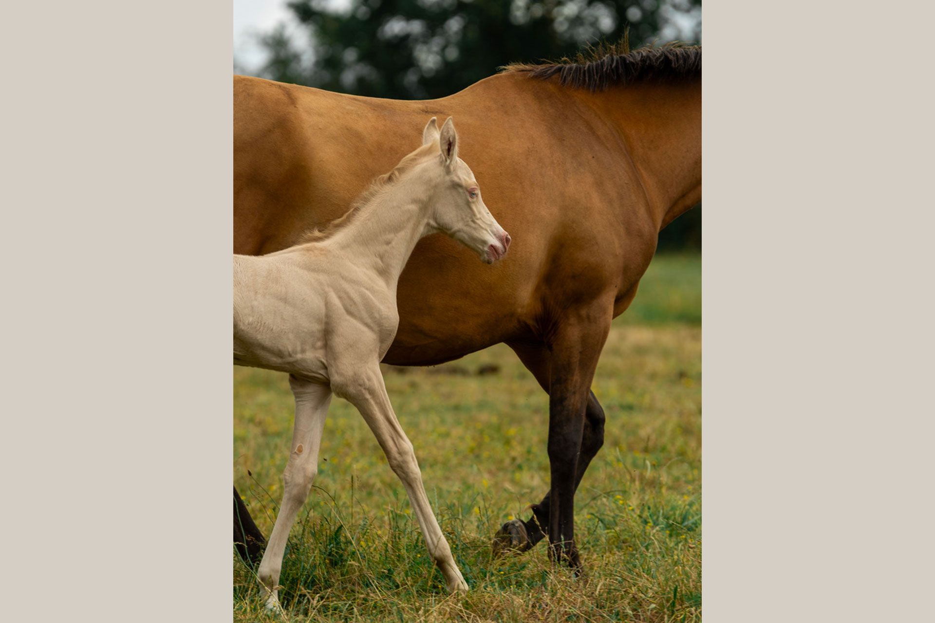 akhal teke pouliche baie
