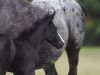 poulain appaloosa