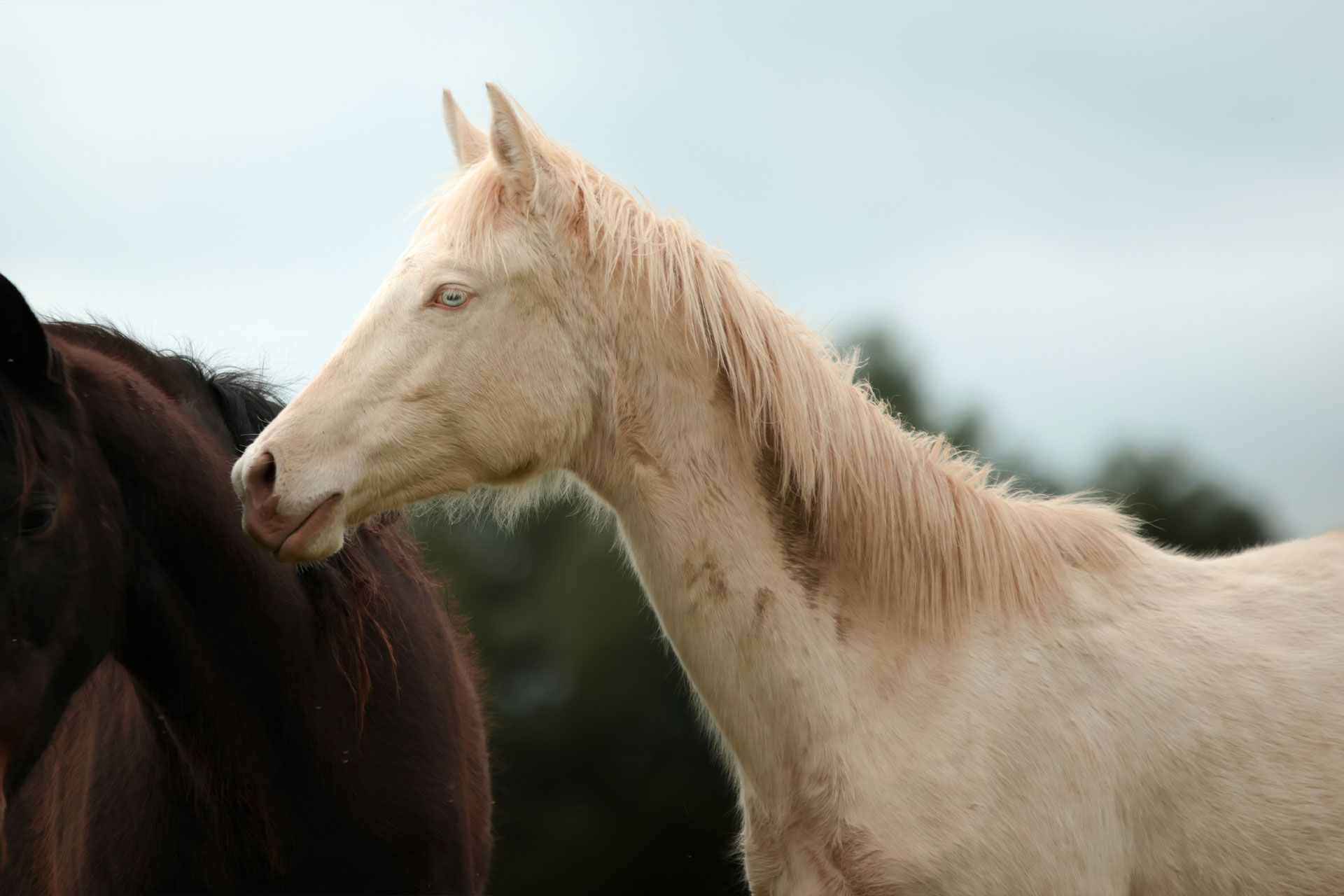 pouliche perlino akhal teke