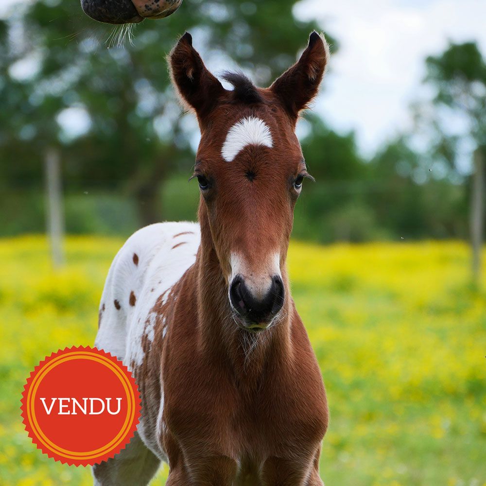 poulain appaloosa en vente