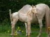 pouliche akhal teke creme aux yeux bleus au pré avec sa mère, une jument crème aux yeux bleus