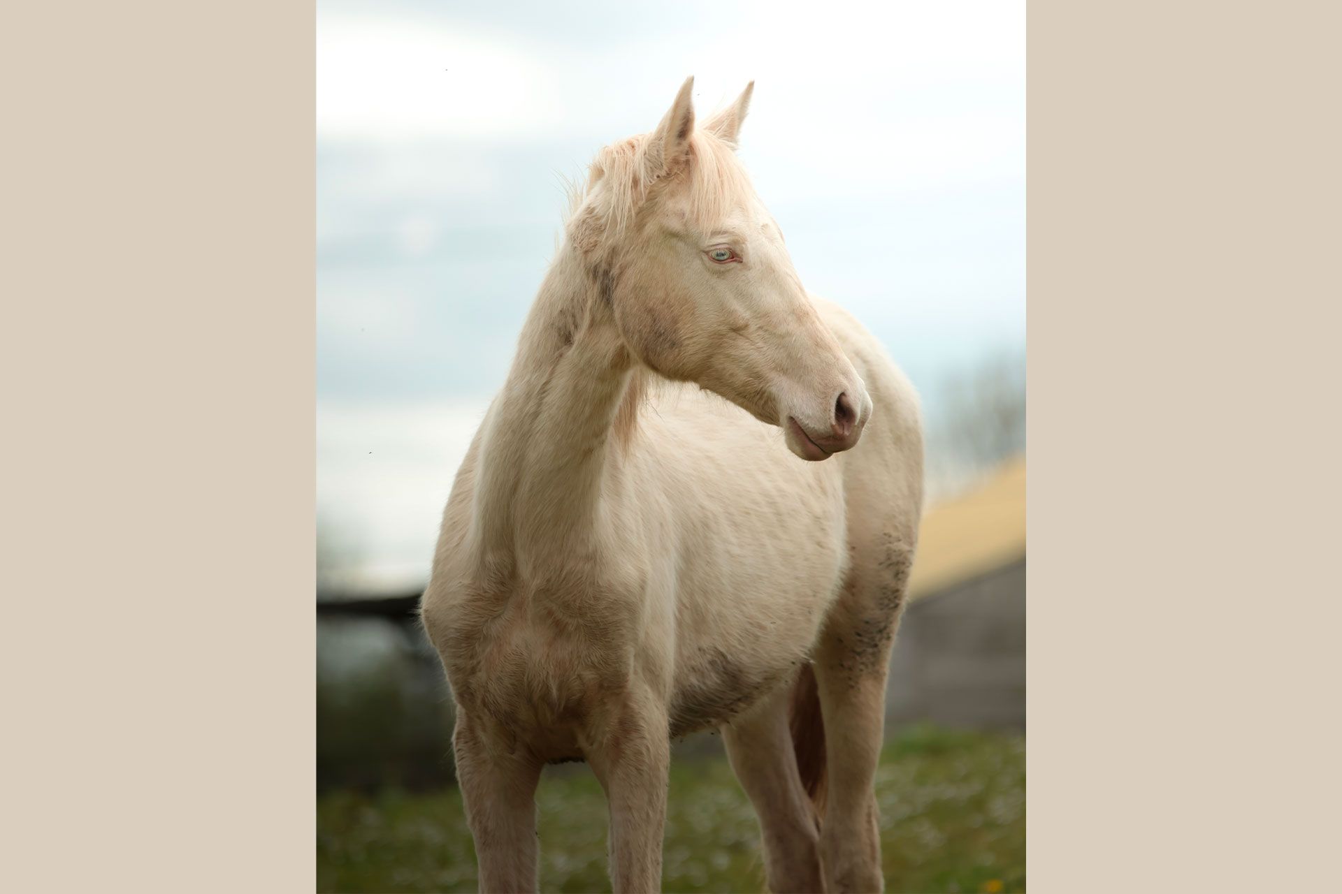 pouliche akhal teke creme aux yeux bleus au pré avec sa mère, une jument crème aux yeux bleus