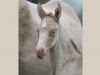 portrait pouliche akhal teke