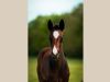 belle pouliche akhal teke cachée derrière sa mère
