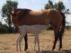 jument akhal teke isabelle avec poulain akhal teke perlino