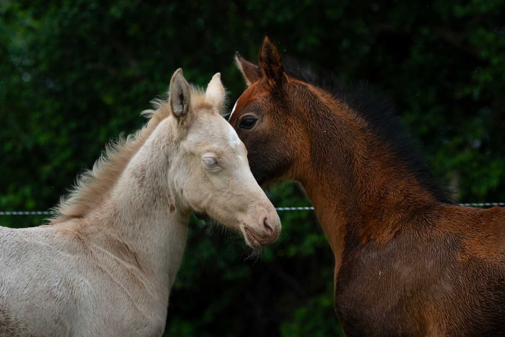 pouliche akhal teke perlino