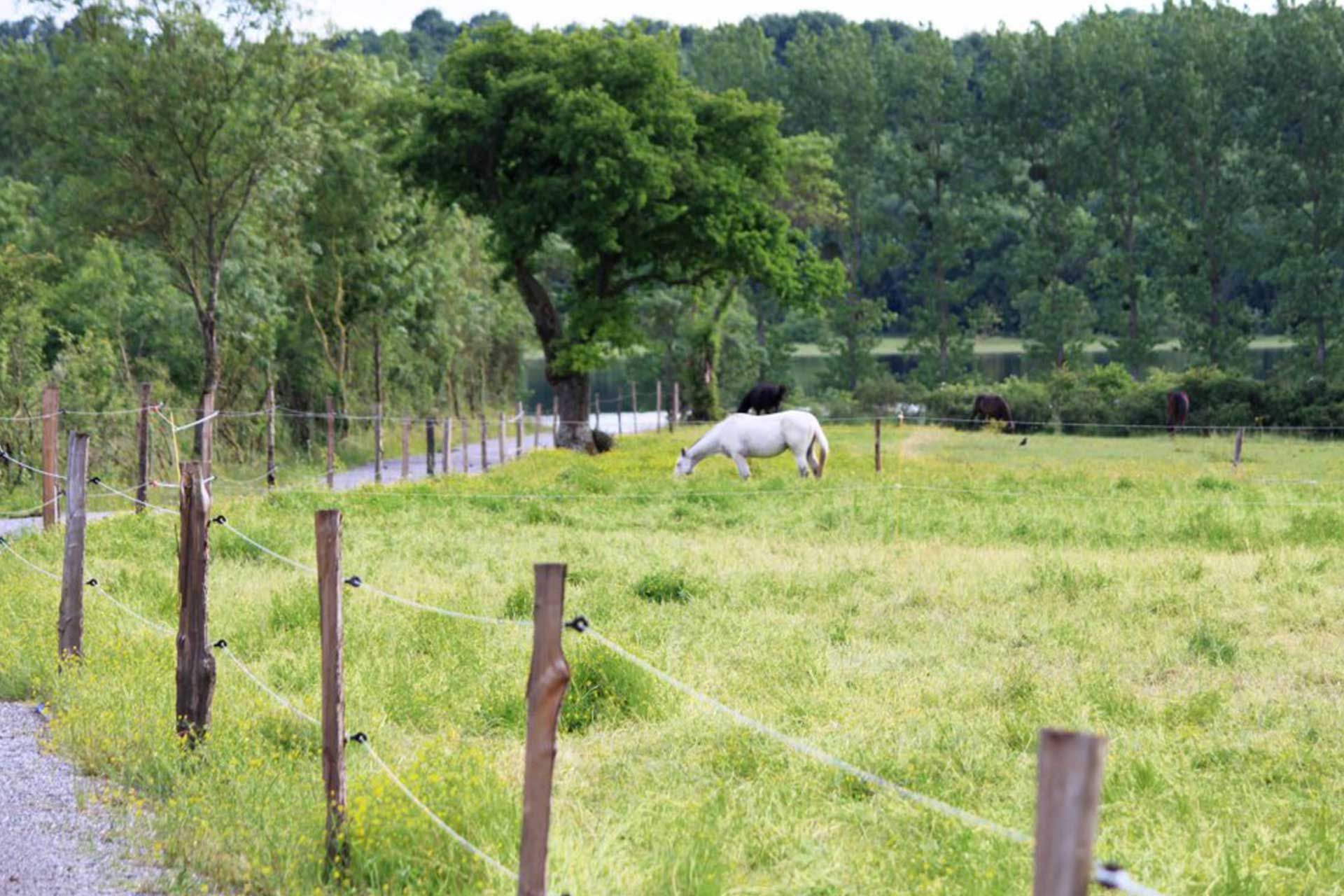 Cheval au pré