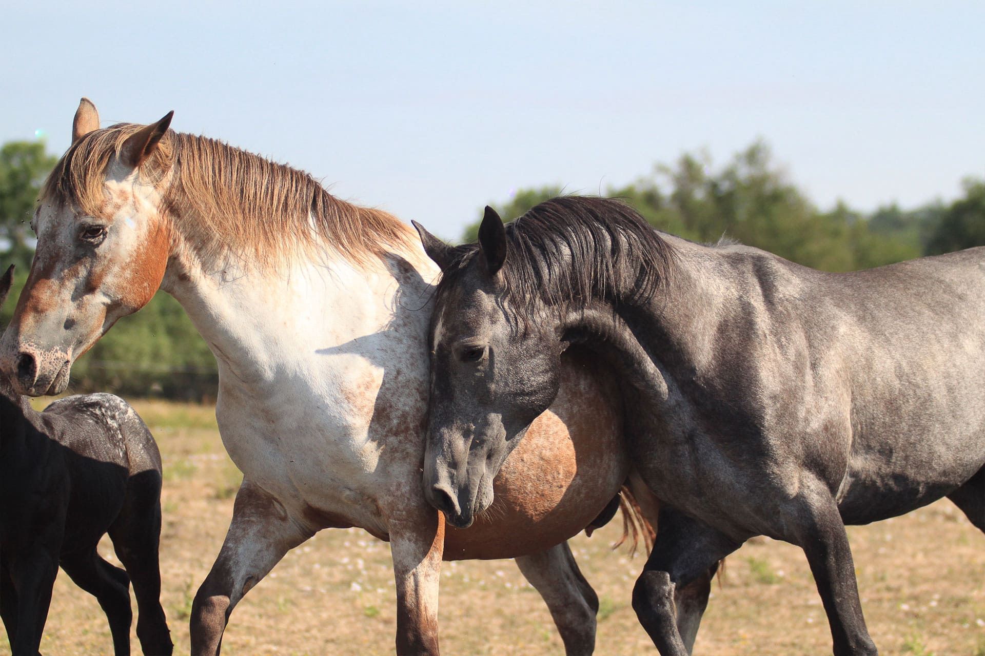 étalon akhal teke avec jument appaloosa