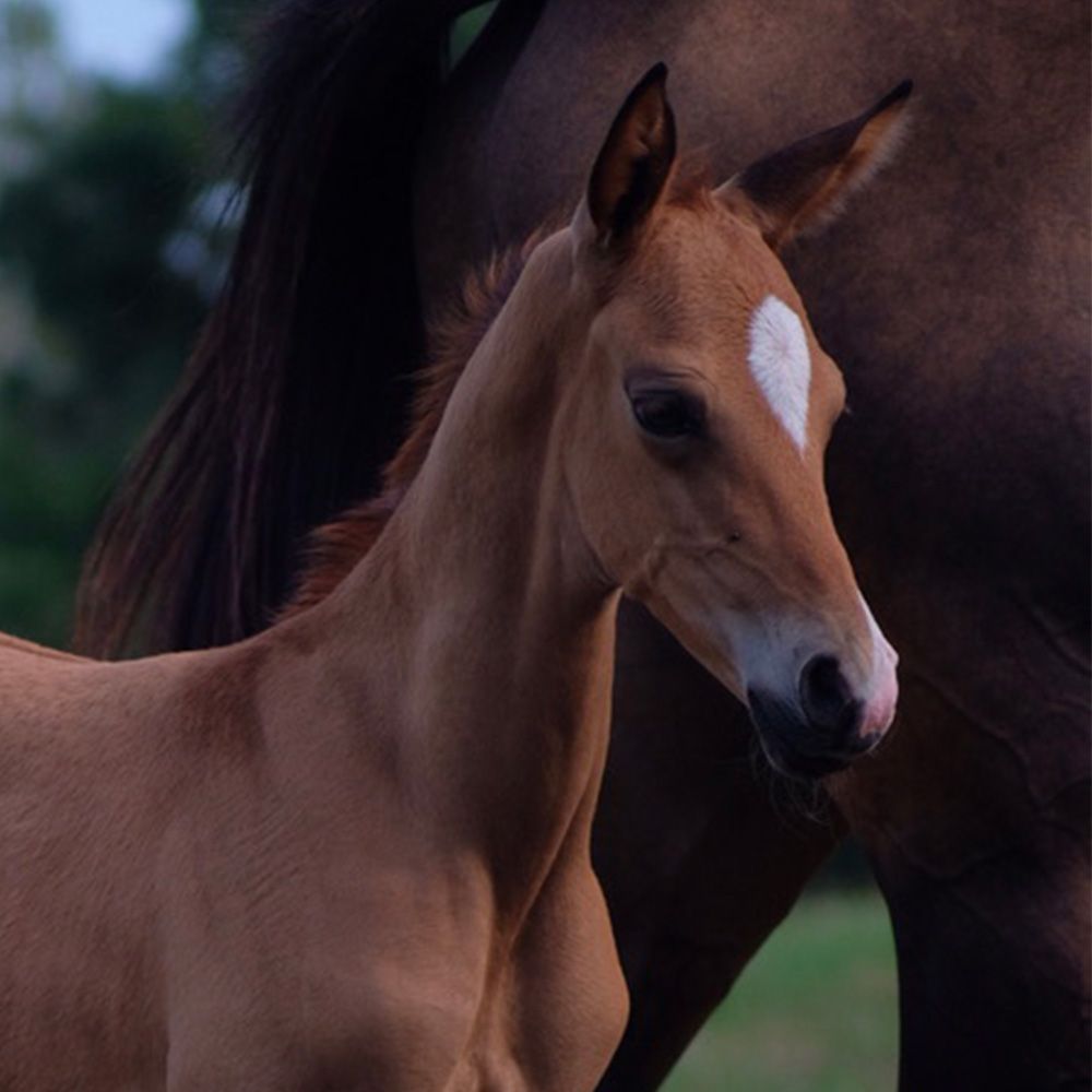 Poulain akhal-teke alezan