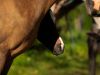 akhal teke baie poulain