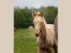 pouliche akhal teke perlino