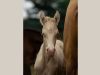 akhal teke baie poulain