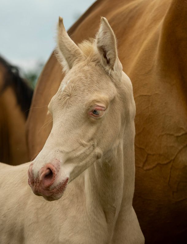 poulain akhal teke perlino