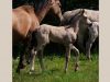 belle pouliche akhal teke au pré