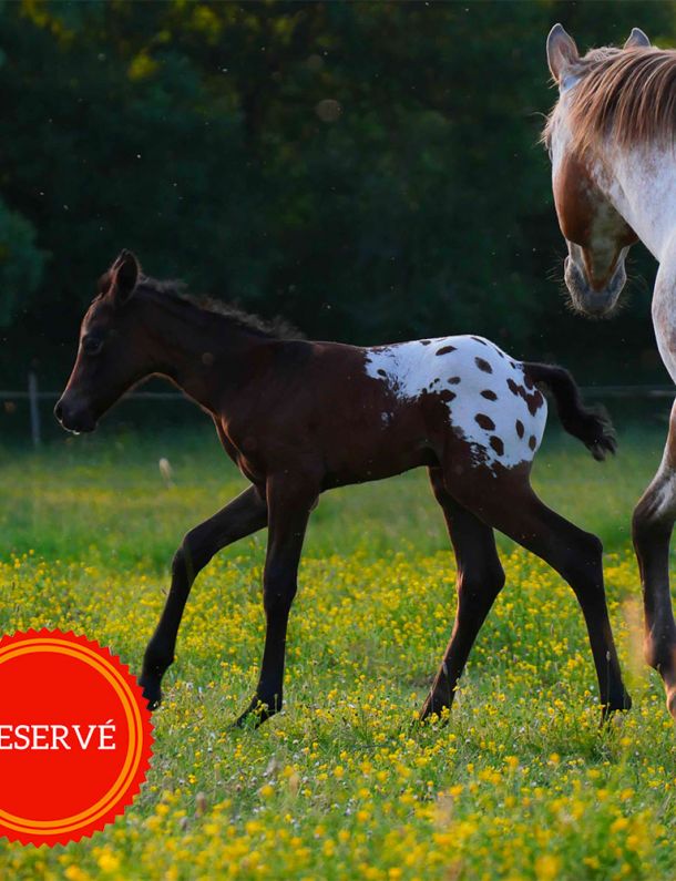 pouliche nez percé pouliniere appaloosa