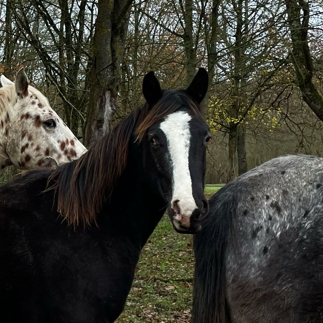 poulain appaloosa