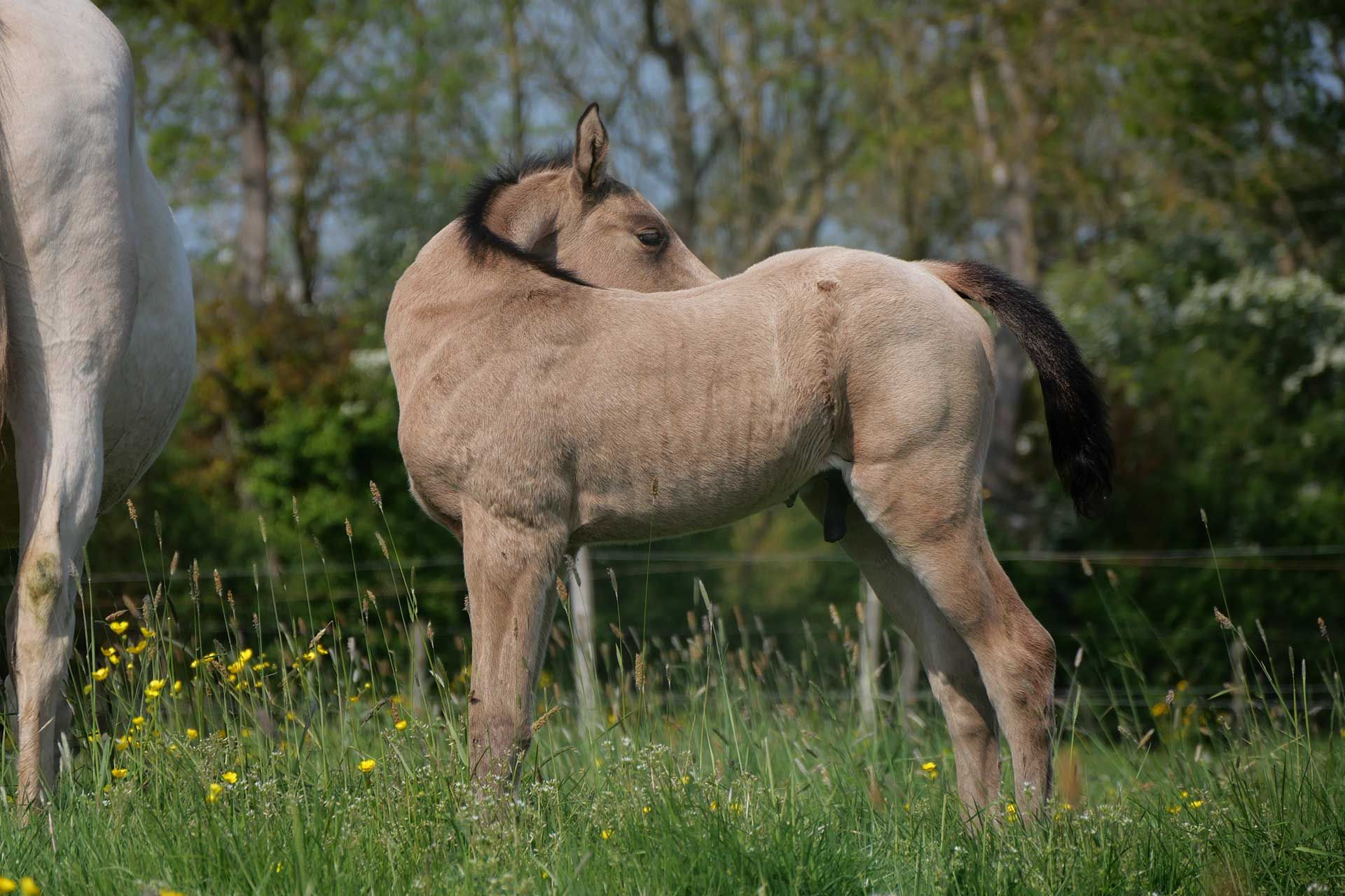 moka izlayon poulain akhal teke isabelle