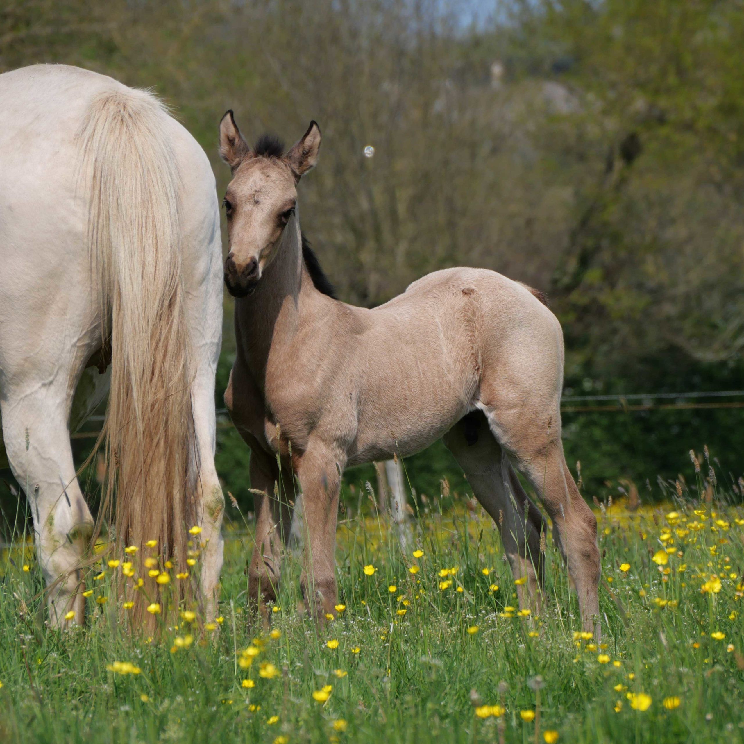 Moka poulain akhal teke isabelle fils de plyush et djiran