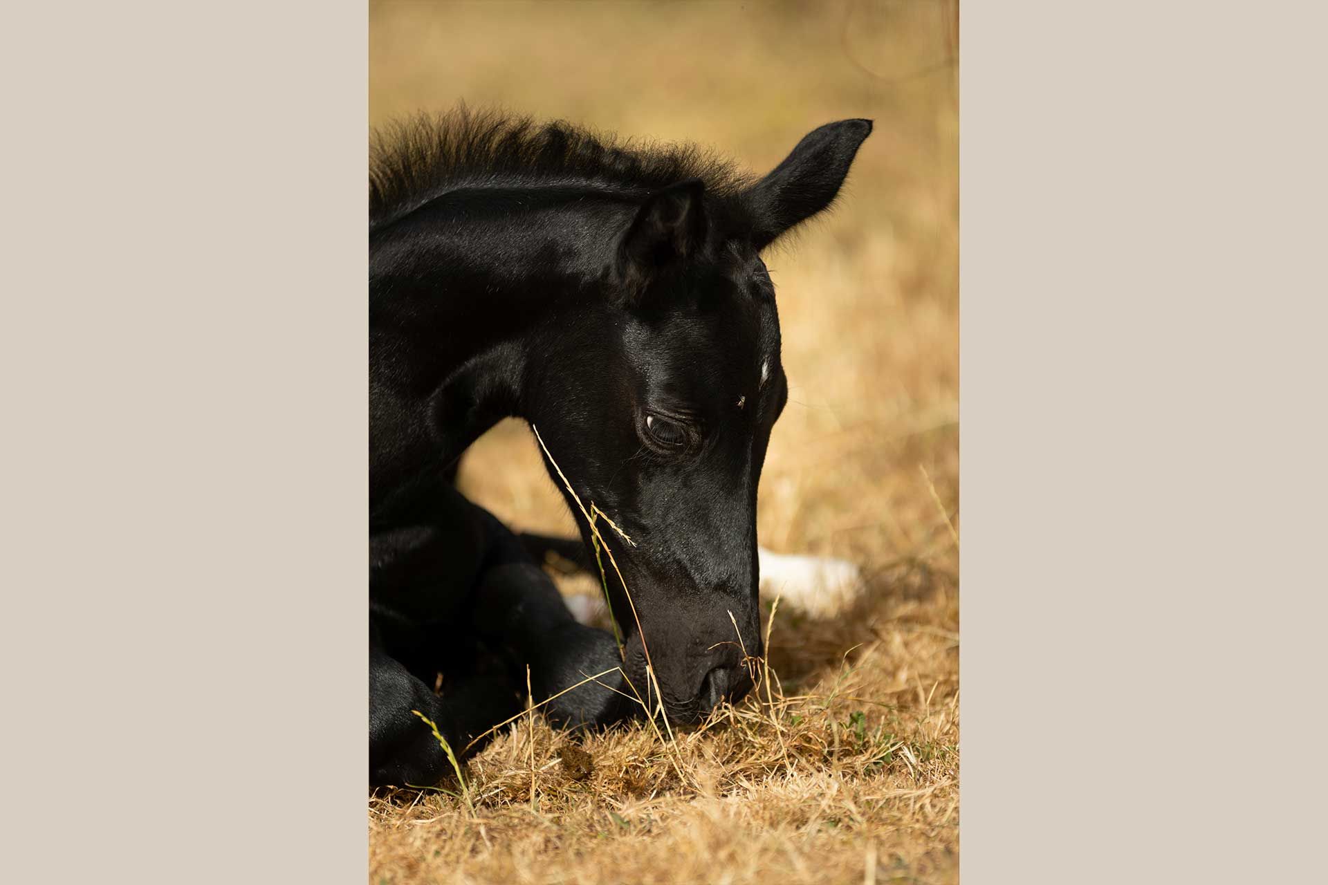 pouliche nez percé avec sa mère appaloosa