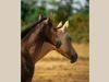akhal teke pouliche baie
