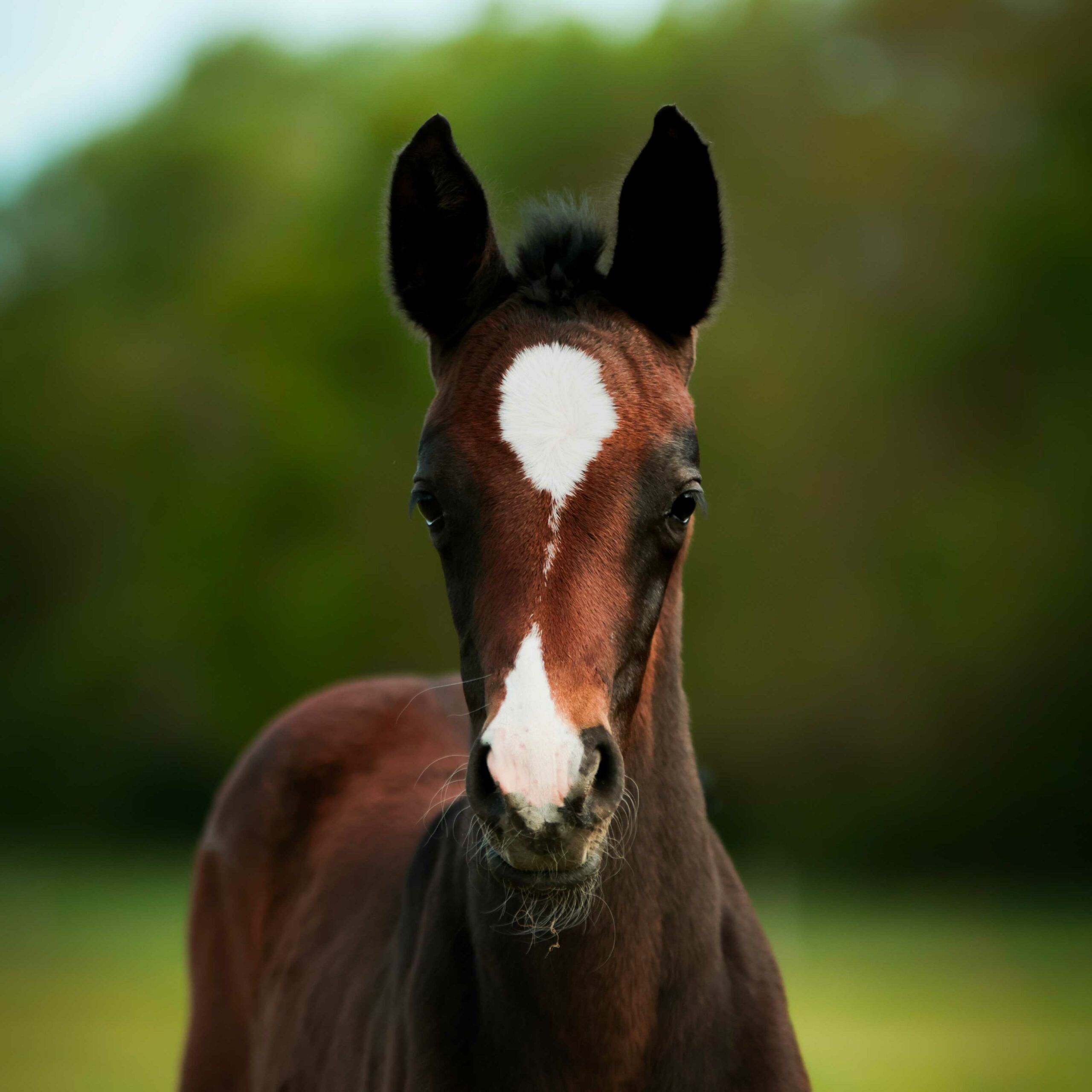 pouliche akhal teke baie