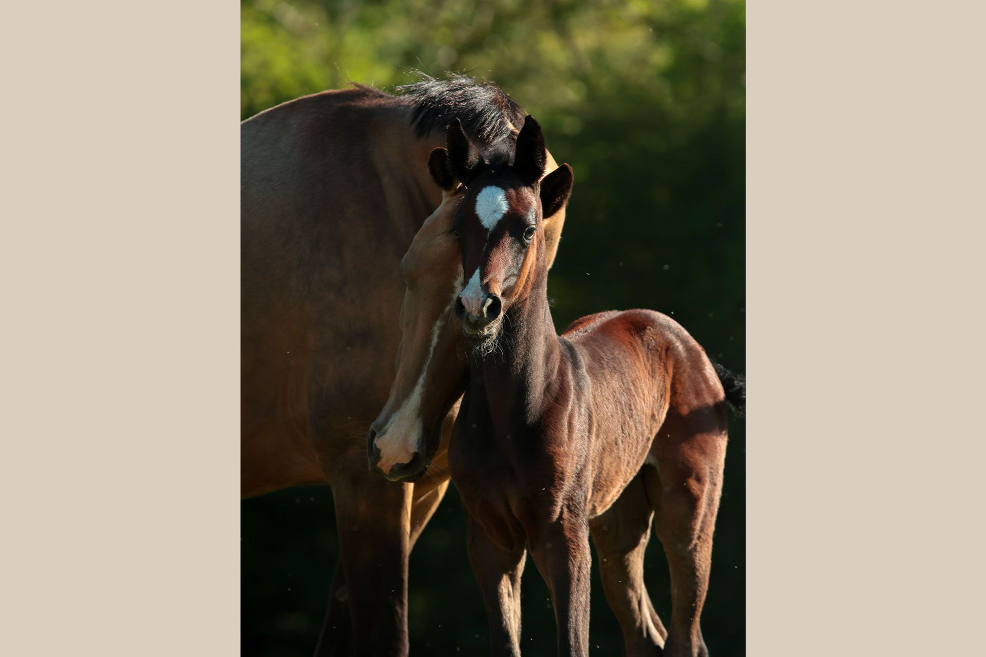 akhal teke pouliche baie
