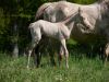 pouliche akhal teke perlino