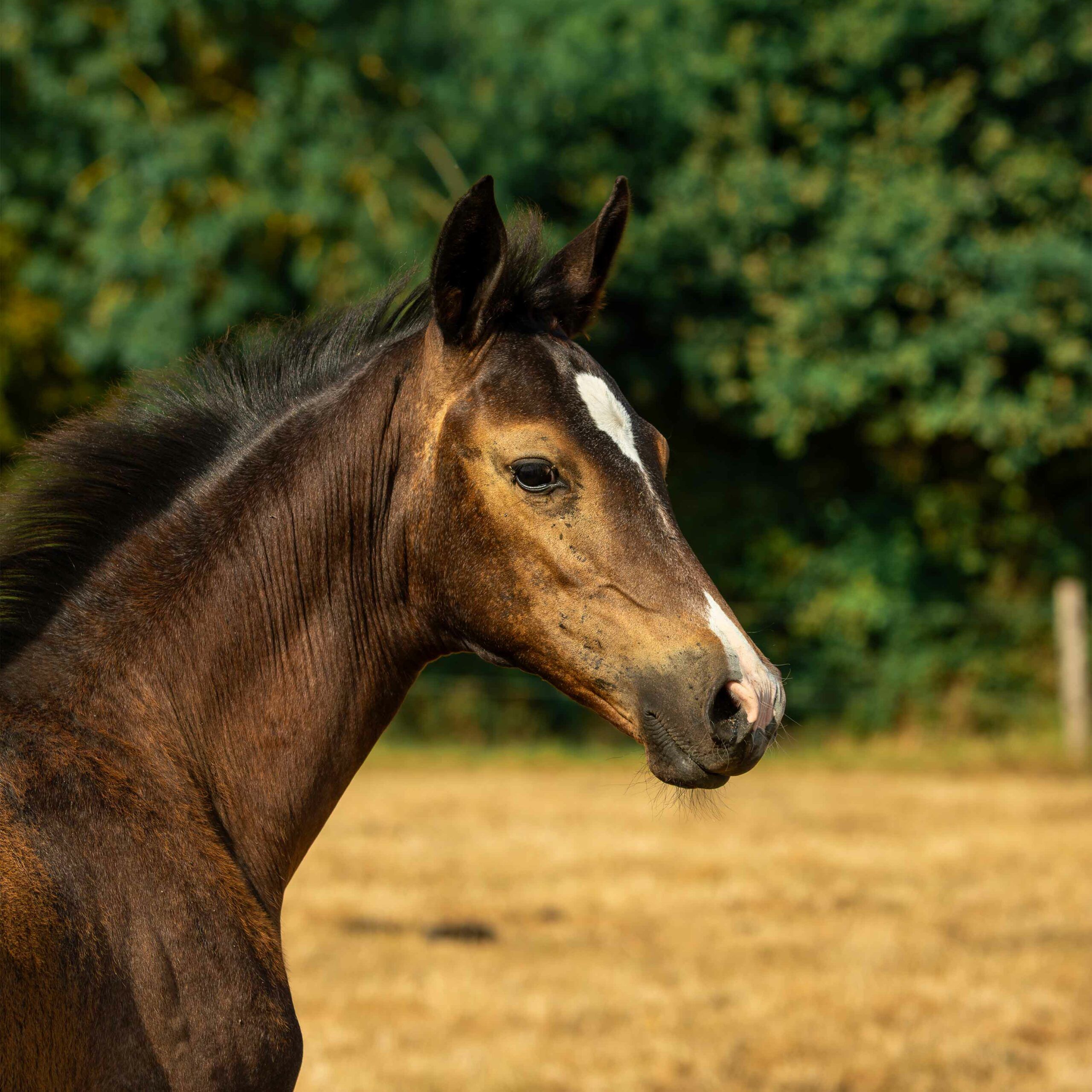 pouliche akhal teke isabelle fumee