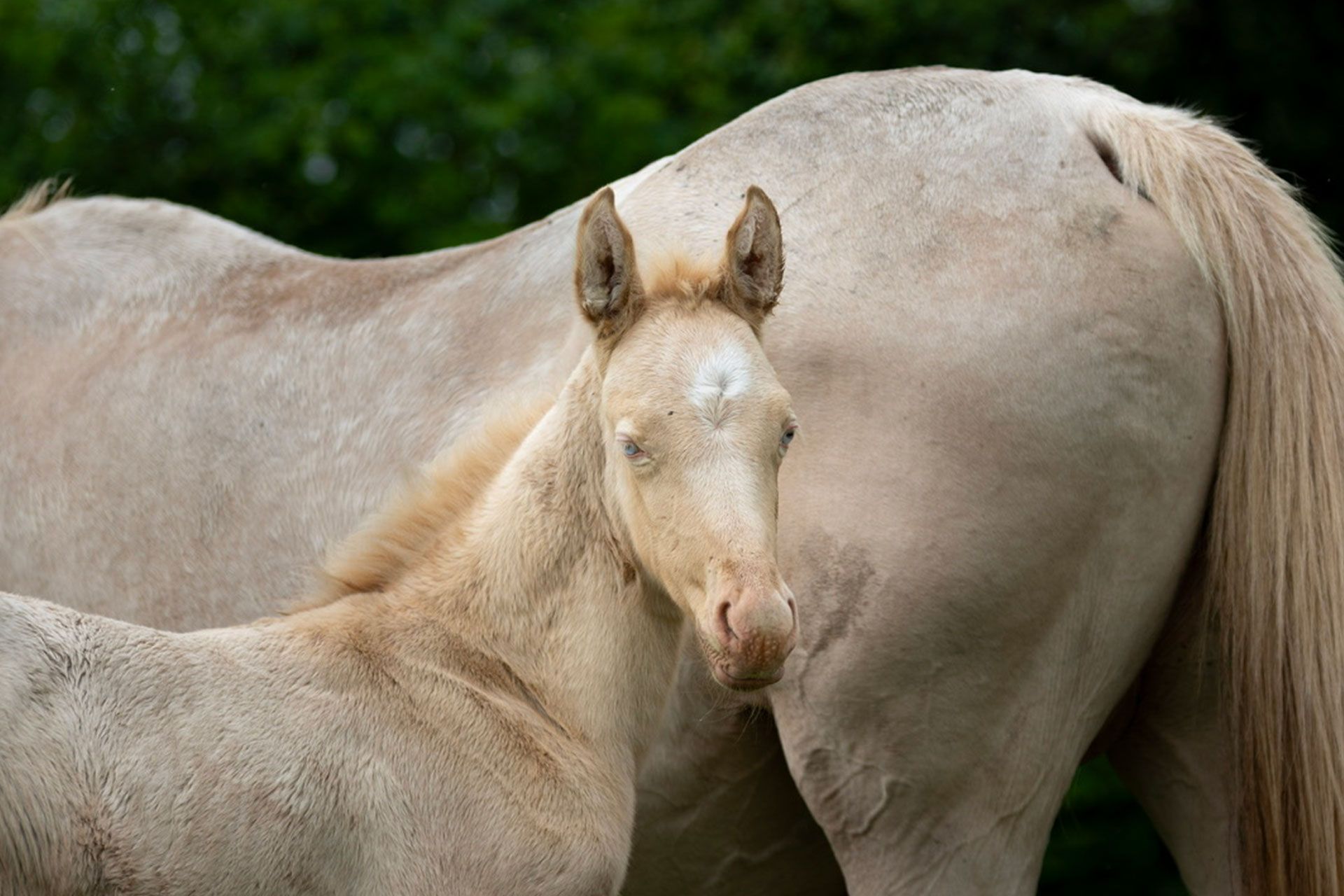 pouliche akhal teke perlino