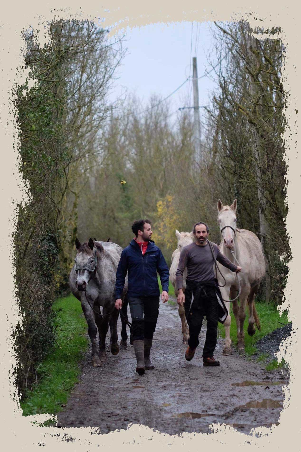 hugo guédot et freddy guédot éleveurs de chevaux