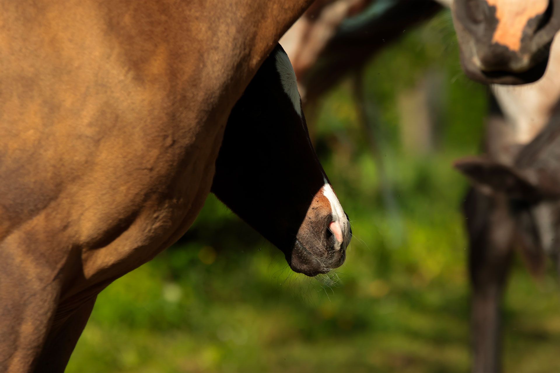 akhal teke baie poulain
