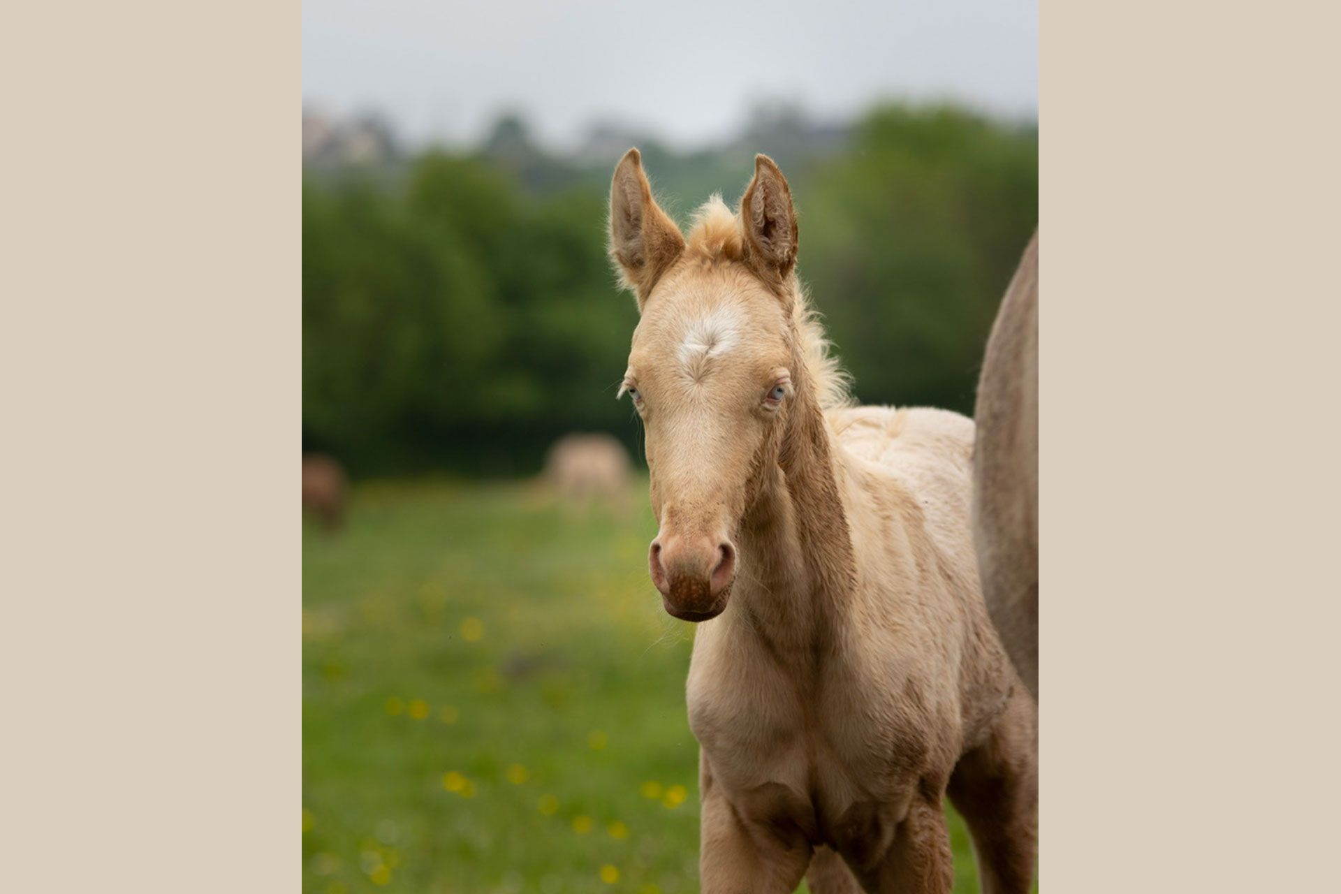 pouliche akhal teke perlino