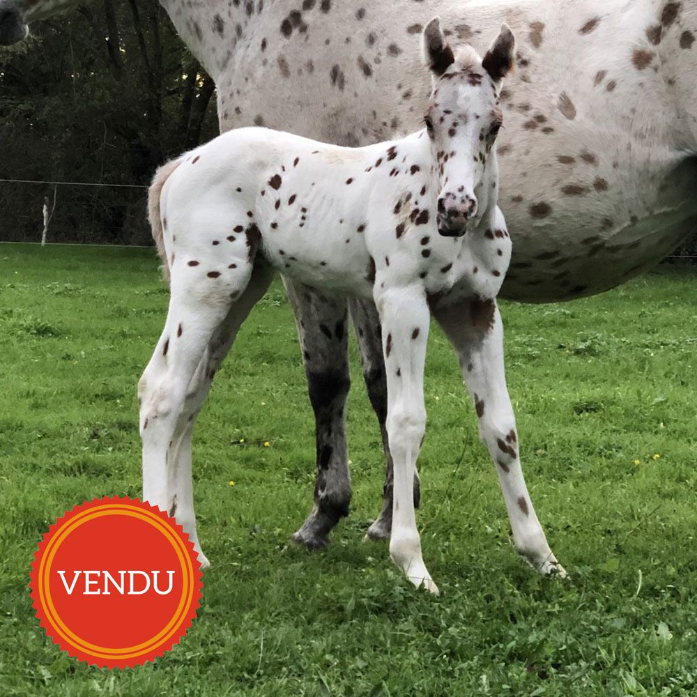 Kuruk poulain appaloosa léopard