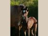 akhal teke pouliche baie

