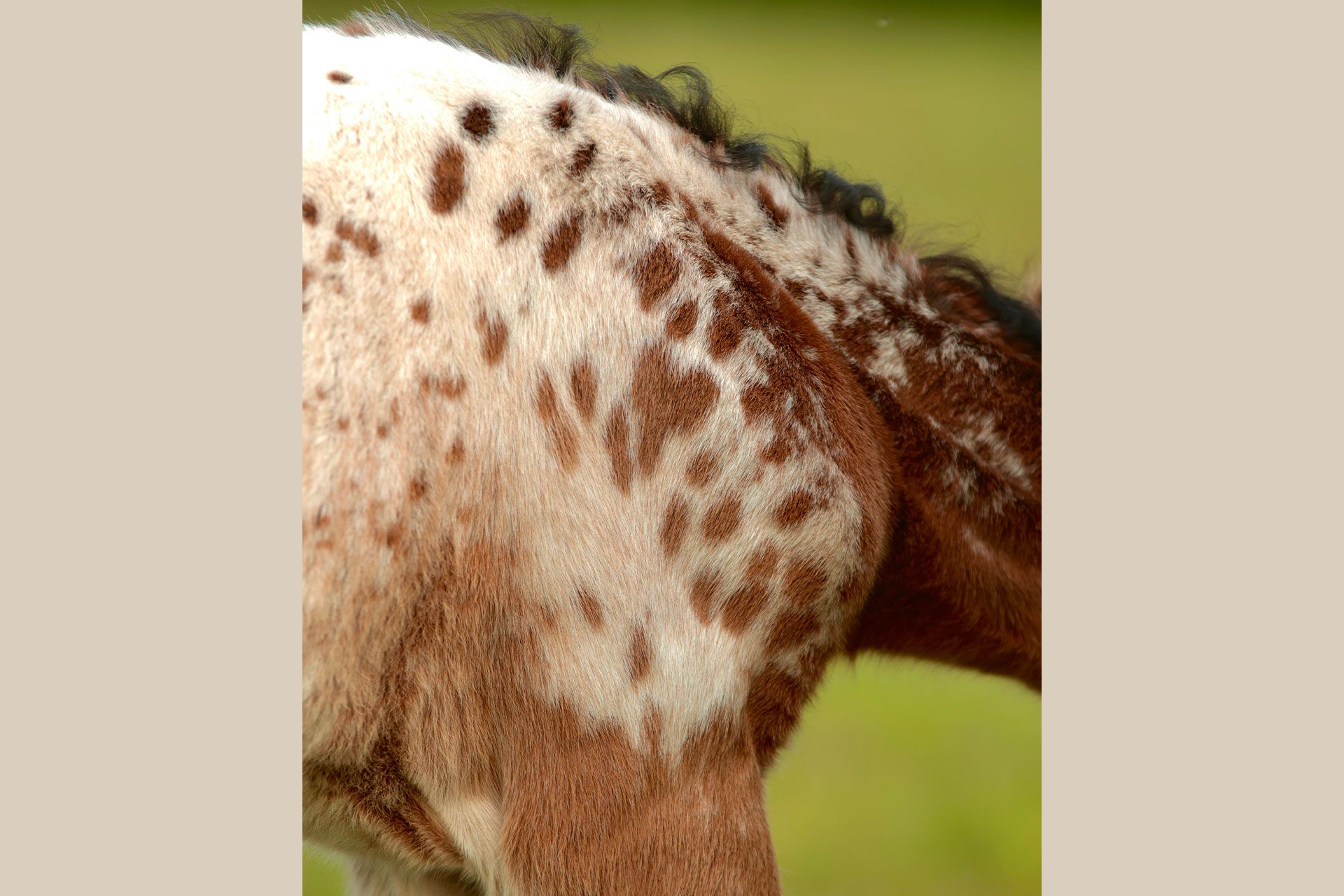 portrait pouliche nez percé