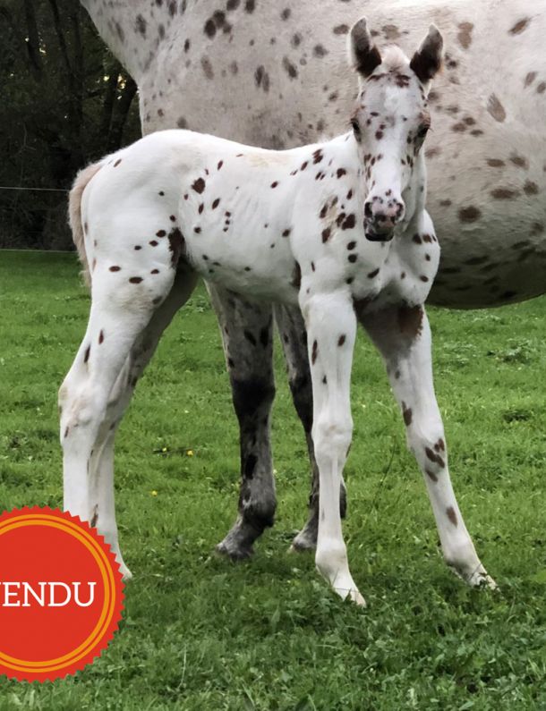 Kuruk poulain appaloosa léopard