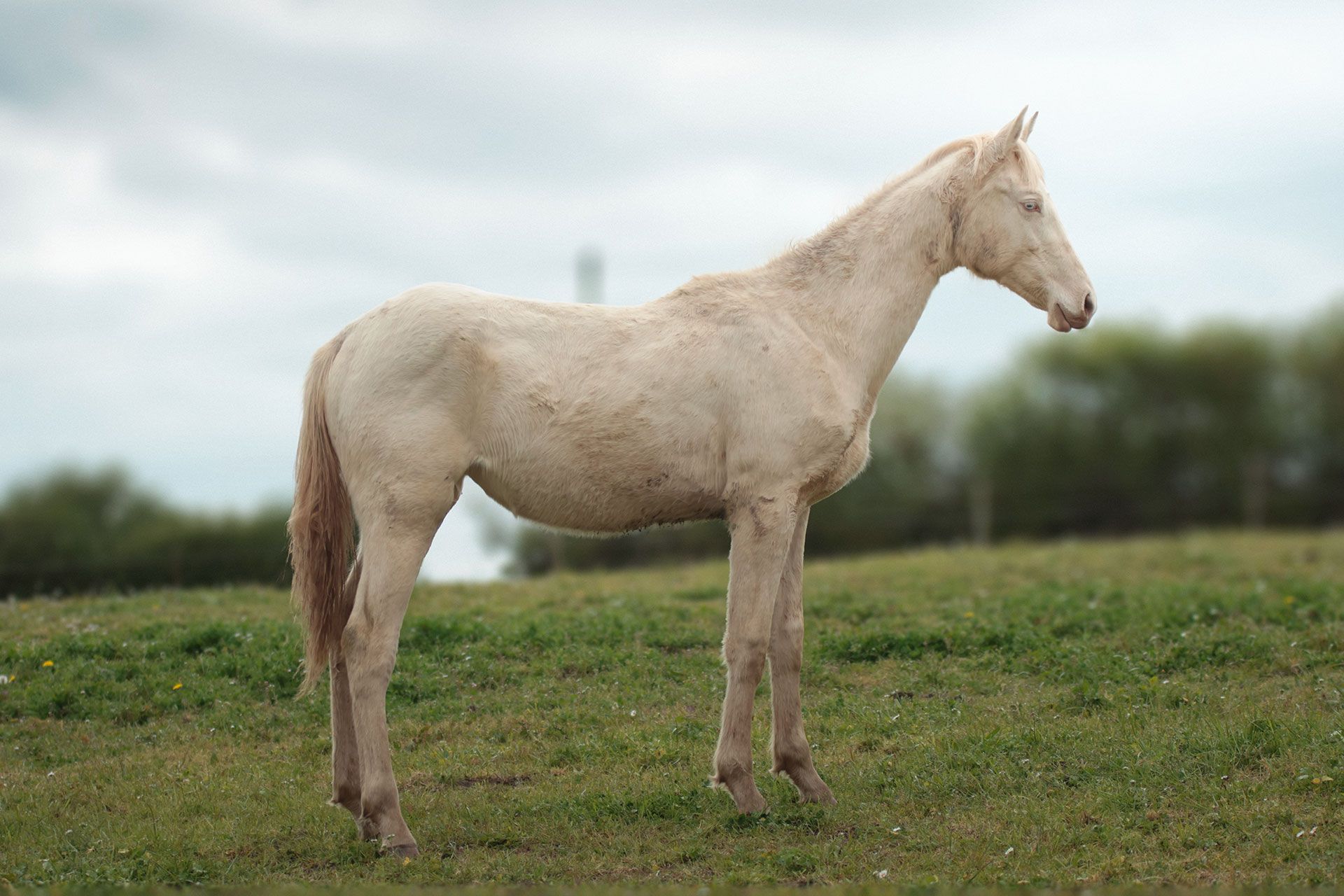 pouliche akhal teke creme aux yeux bleus au pré avec sa mère, une jument crème aux yeux bleus