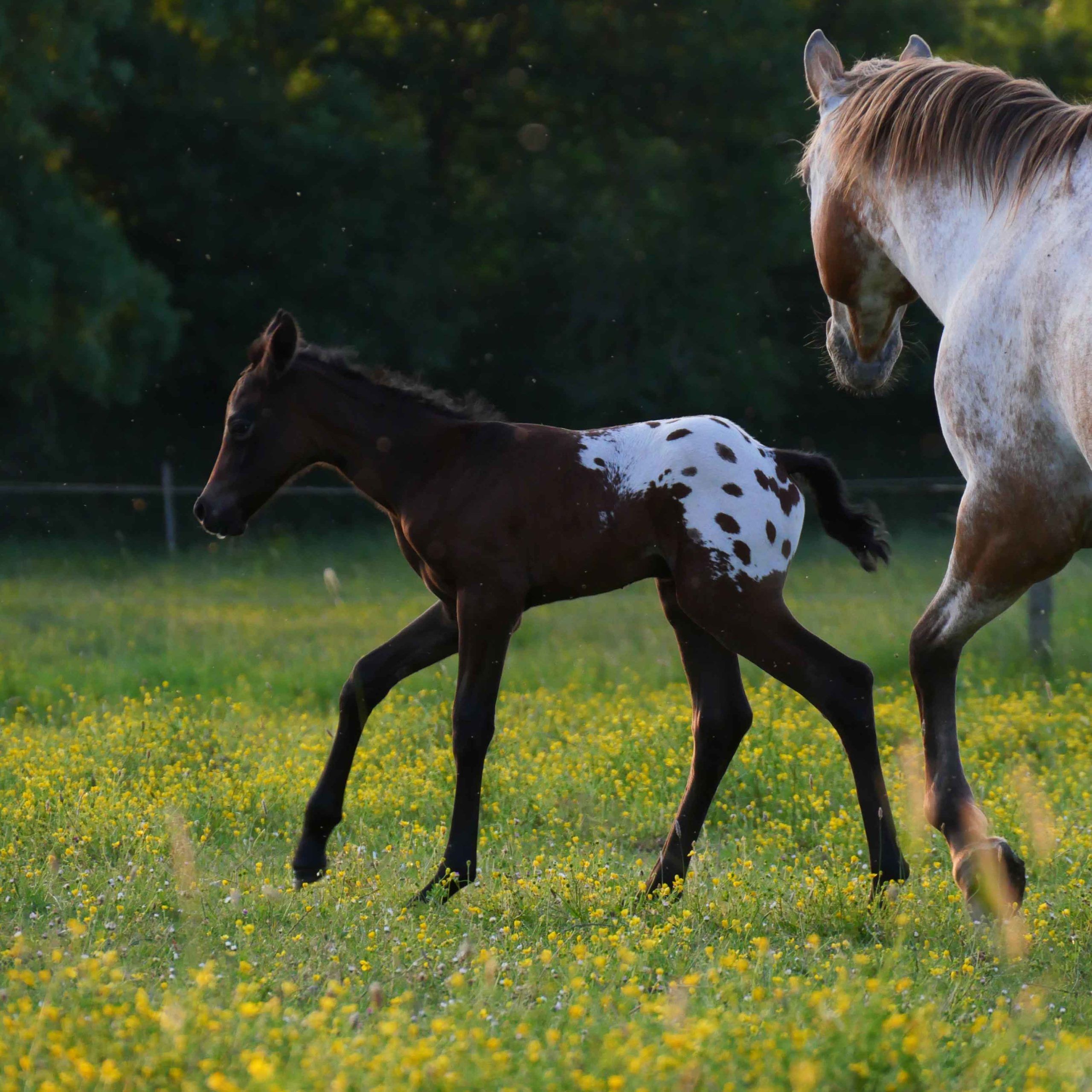 pouliche nez percé pouliniere appaloosa