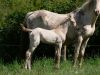 pouliche akhal teke creme aux yeux bleus au pré avec sa mère, une jument crème aux yeux bleus