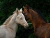 pouliche akhal teke perlino