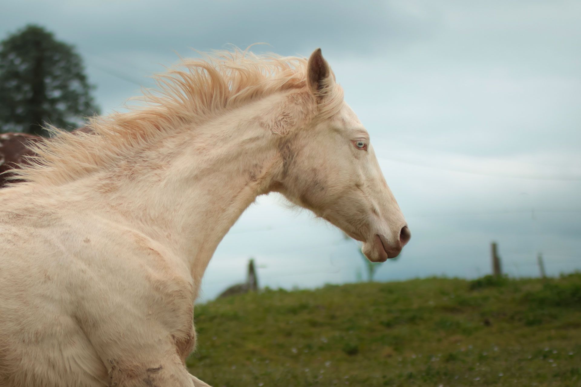 pouliche akhal teke creme aux yeux bleus au pré avec sa mère, une jument crème aux yeux bleus