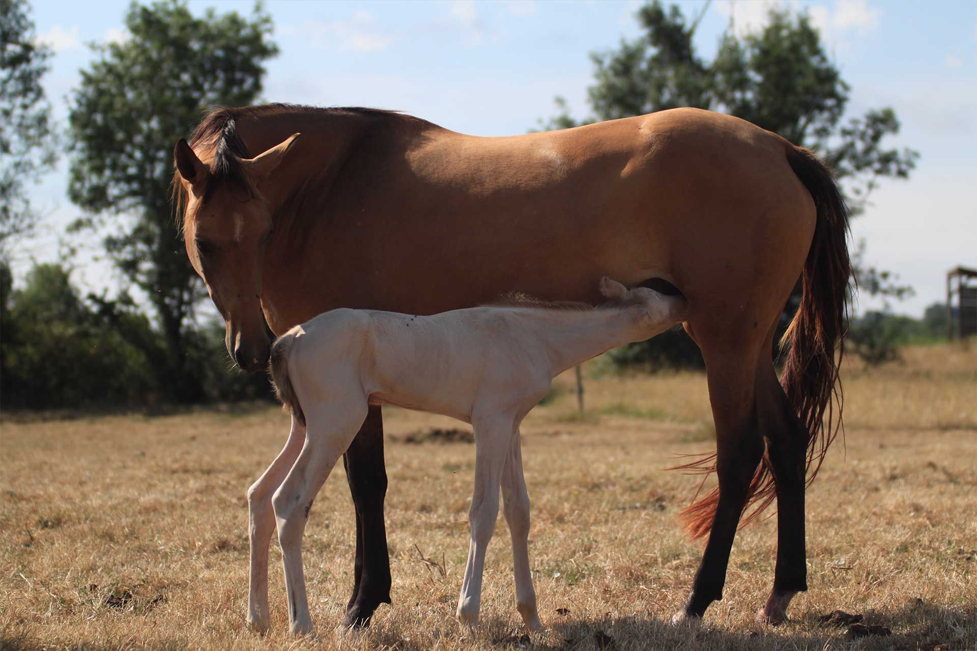 jument akhal teke isabelle avec poulain akhal teke perlino