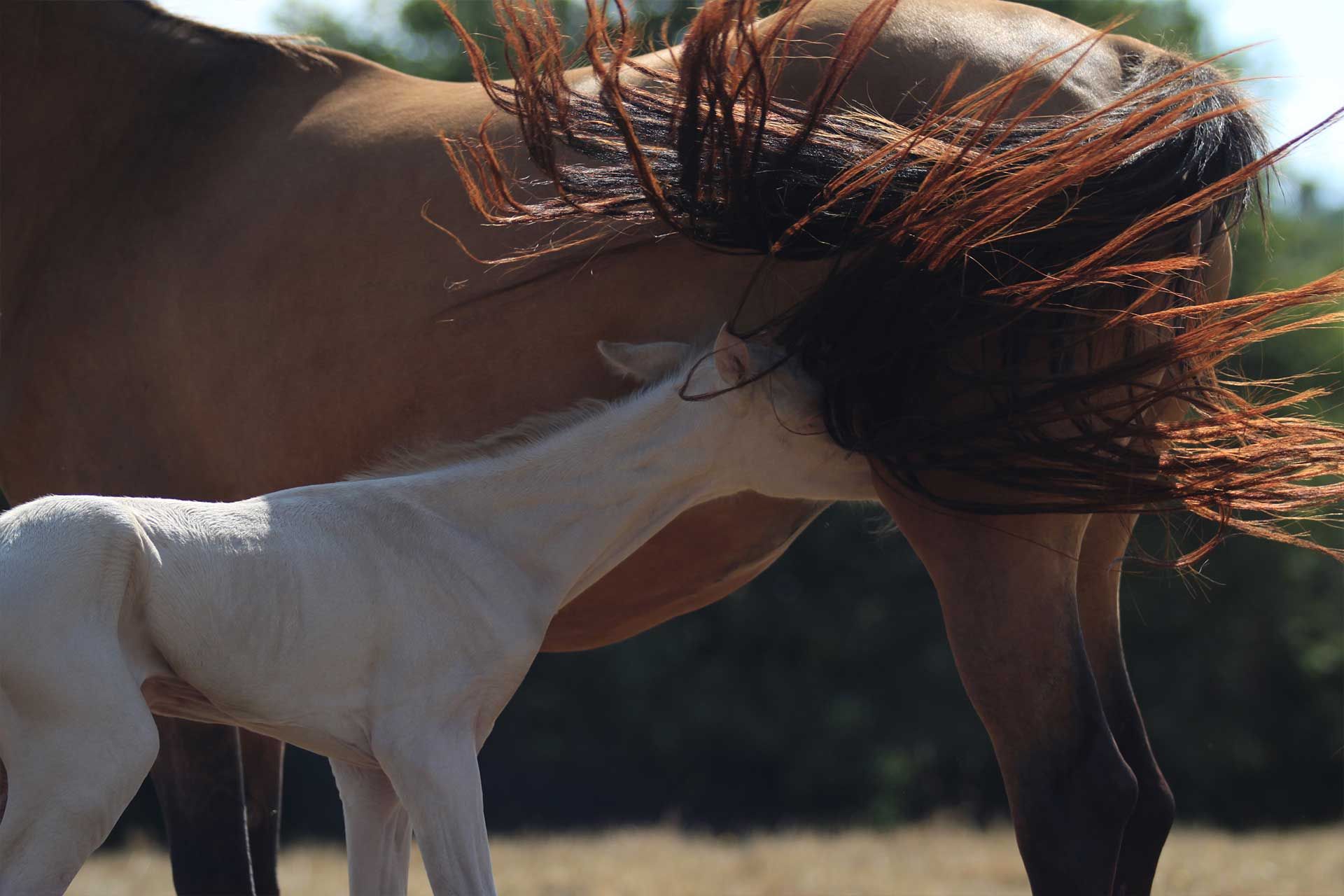 jument akhal teke isabelle