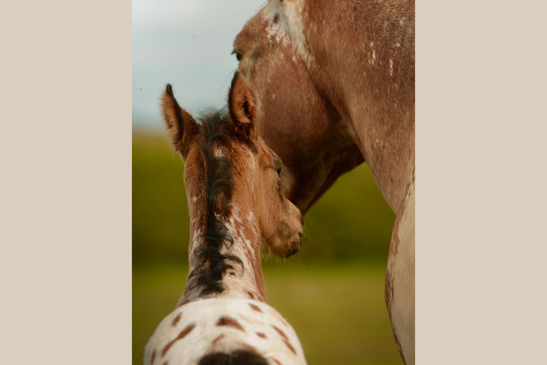 portrait pouliche nez percé