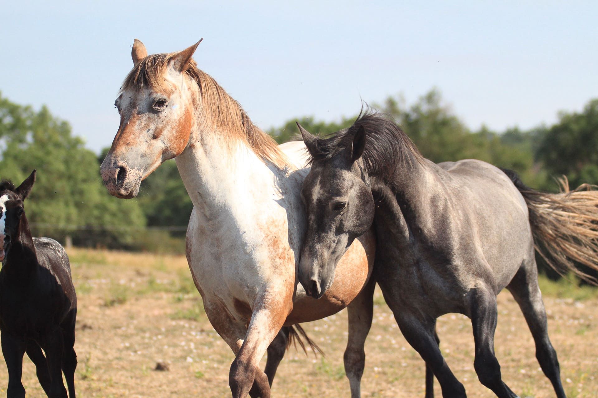 plyush étalon akhal teke avec jument appaloosa