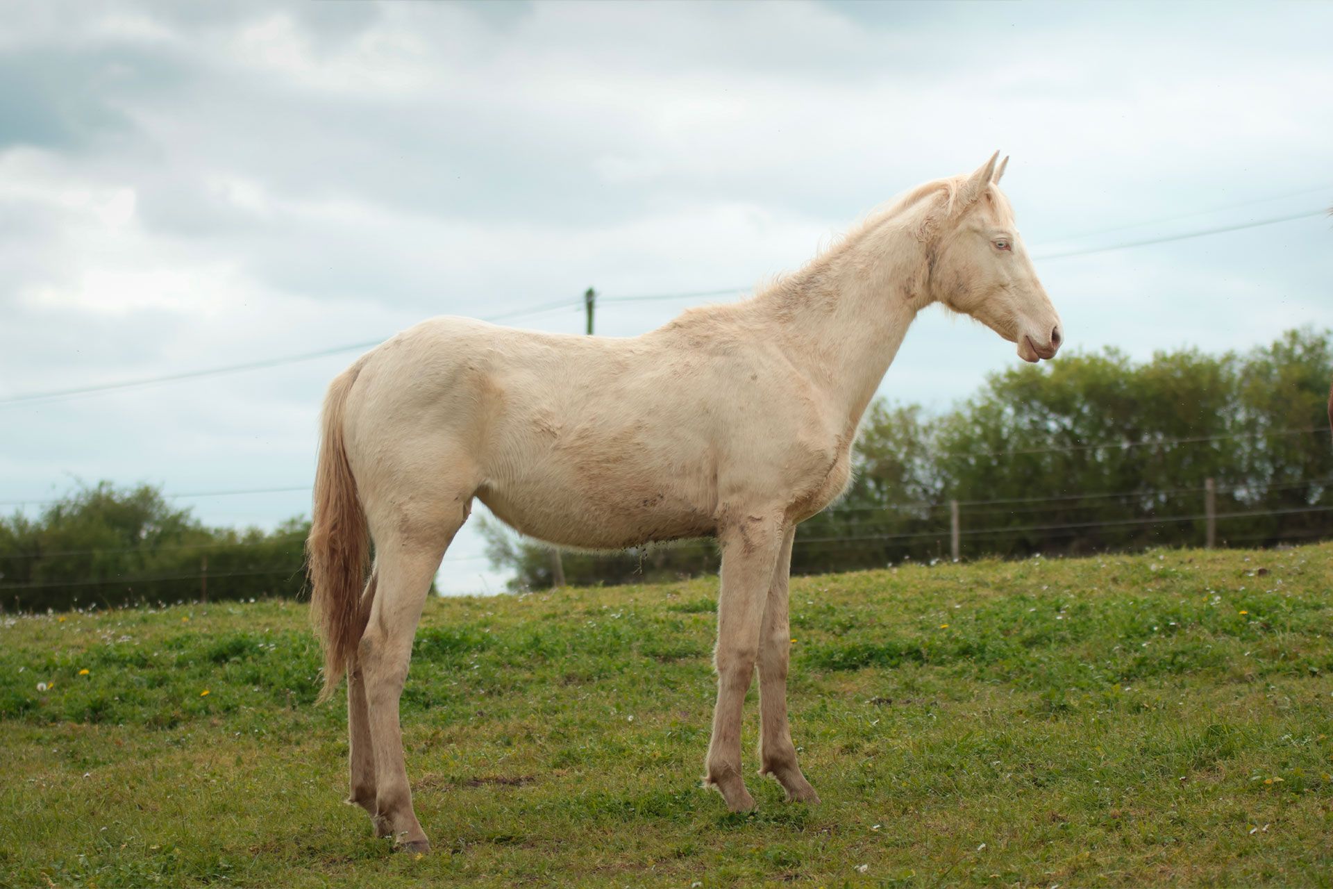 pouliche akhal teke creme aux yeux bleus au pré avec sa mère, une jument crème aux yeux bleus