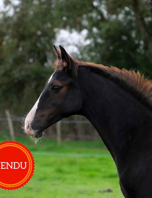 akhal teke noir pangaré
