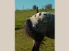 pouliche nez percé avec sa mère appaloosa