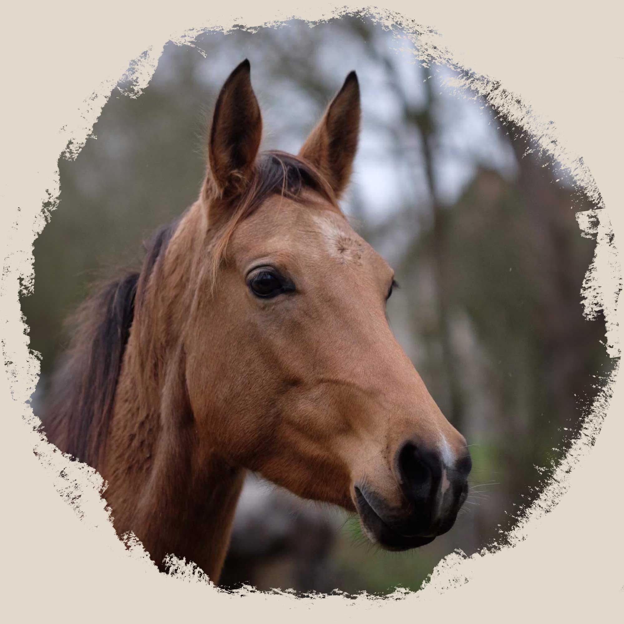 poulinière akhal teke isabelle