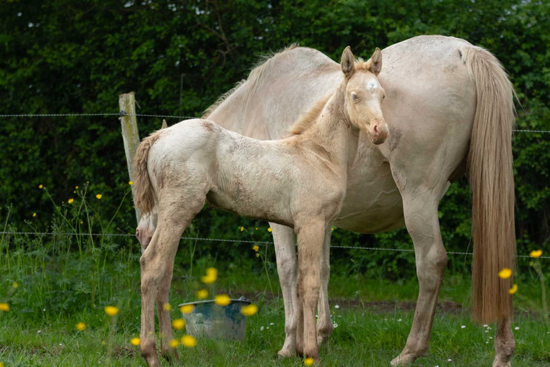 pouliche akhal teke creme aux yeux bleus au pré avec sa mère, une jument crème aux yeux bleus